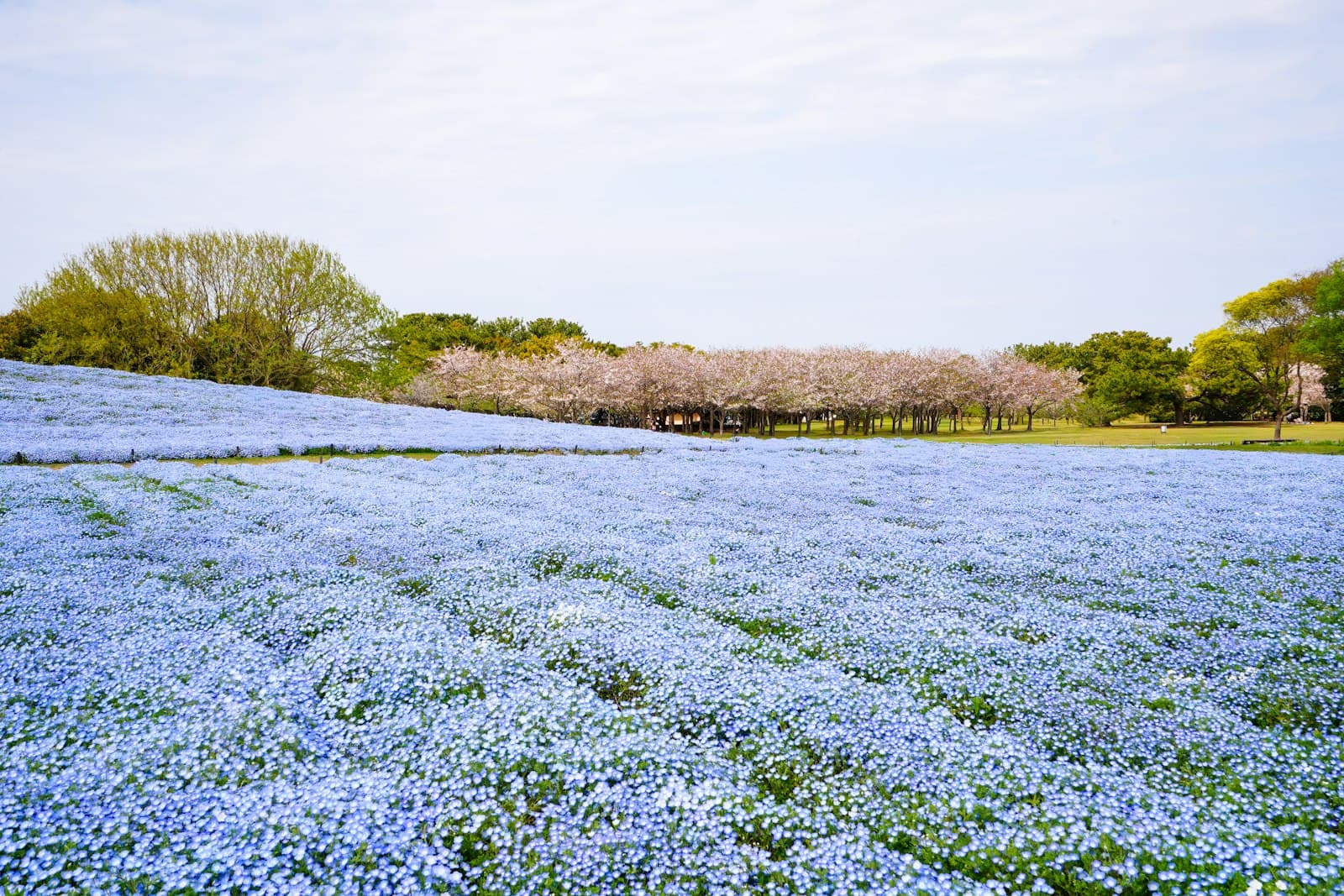 茨城
