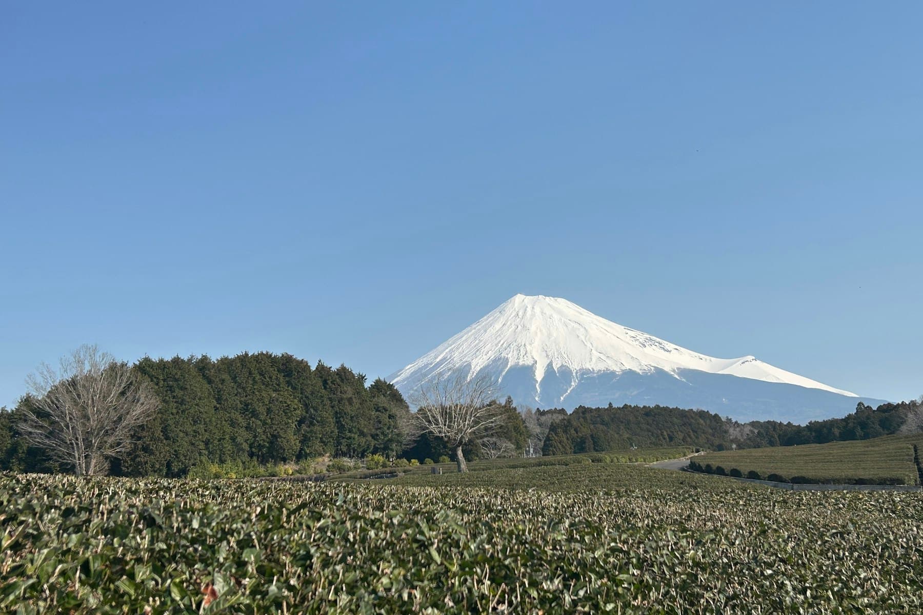 静岡